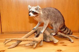 Waschbär - Tierpräparat