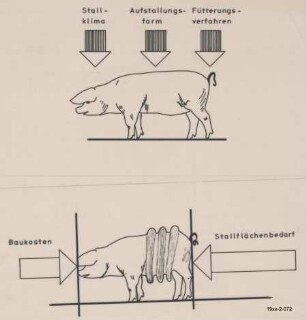 Einflussgrößen auf die Schweinehaltung
