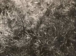 Wildkaninchen (Oryctolagus cuniculus L.)
