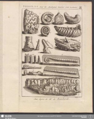 19. Fossiles, dont les Analogues marins sont inconnus