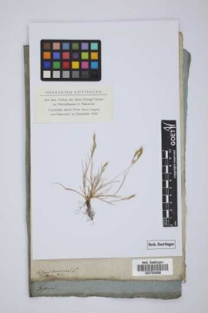 Festuca bromoides L.