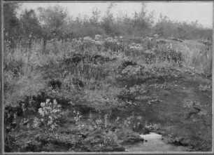 Moorlandschaft mit blühenden Stauden