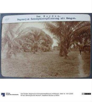 Der Norden. Bagamojos Kokospalmenpflanzung mit Mangos
