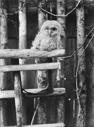 Rochlitzer Berg, Waldkauz (Strix aluco L.), Jungvogel im Dunenkleid