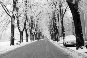 Freiburg: Hindenburgstraße, verschneite Baumreihen