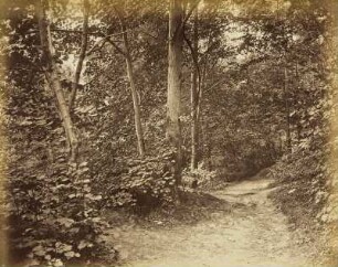 Mittelgrundstudie: Waldpartie mit Weg