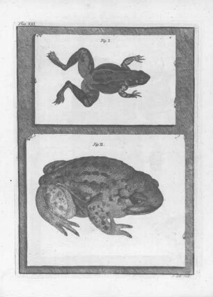 Plate XXI.
