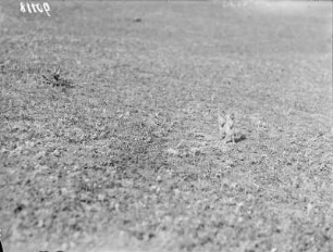 Europäische Ziesel : Ziesel (Spermophilus citellus Linnaeus) vor dem Bau.