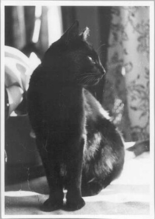 Schwarze Katze der Bildhauerin Etha Richter