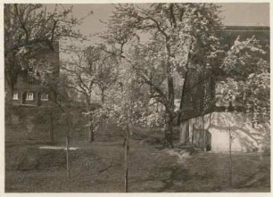 Friedersdorf (Schlesien). Blühende Obstbäume zwischen Häusern