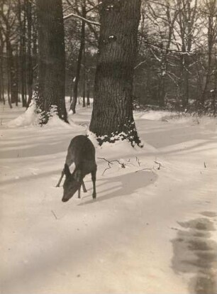 Europa. Reh (Capreolus capreolus) im Winter