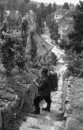 Staatliche Rebveredelungsanstalt Karlsruhe-Durlach. Weinbau am Turmberg