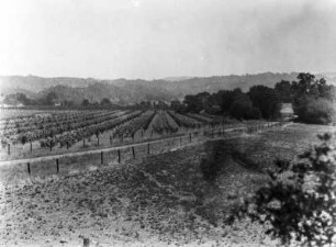 Das Capell Valley : Blick über eine Plantage