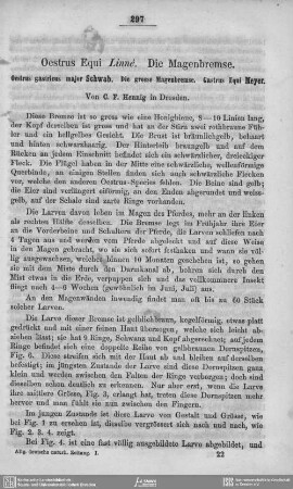 Ocstrus Equi Linne. Die Magenbremse
