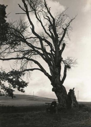 Vogtland. Nähe Bad Brambach. Rotbuche (ca. 700 Jahre alt). Naturdenkmal seit 1939 (15m hoch, 6,35m Umfang)