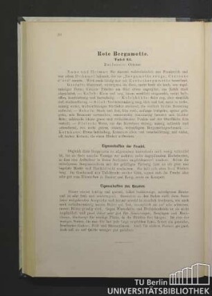 Rote Bergamotte. Tafel 24.