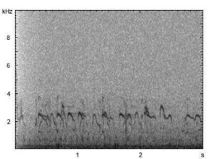 Haubentaucher | Podiceps cristatus - Bettelruf