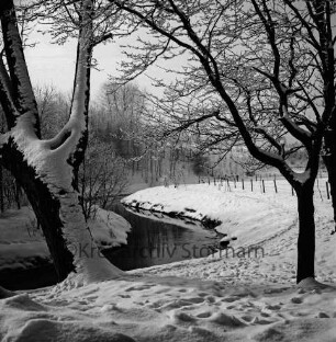 Beste: Kurpark beim Salzteich: vorn Bäume mit Raureif und Schnee: Winter