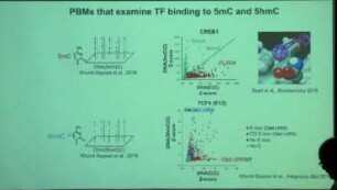 Modified cytosine and DNA binding