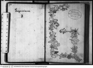 Korsika-Skizzenbuch, Pflanzen