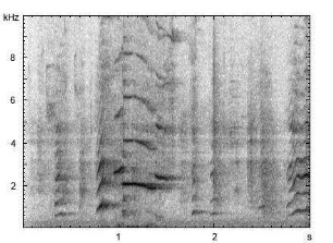 Haushund | Canis lupus f. familiaris - Ruf, Winseln