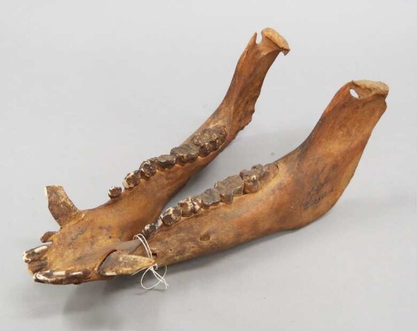 Porcine mandible