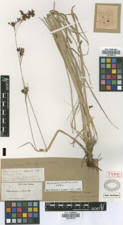 Rhynchospora marisculus Not on Sheet