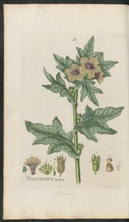 51. Hyoscyamus niger