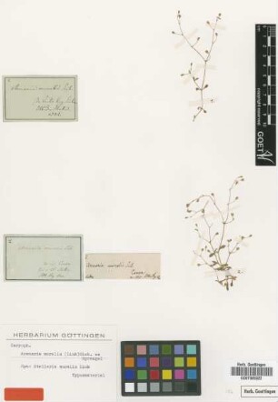 Stellaria muralis Link [type]