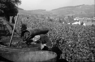 Bischoffingen: Winzer mit Stock, an Bütte
