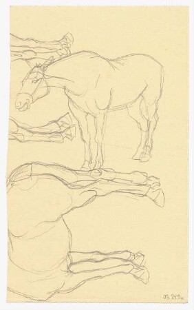Tierstudien : Pferd mit gestrecktem Hals, Körper und Beine eines Pferdes; Blatt 90° gedreht