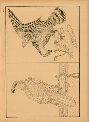BCE [Deux oiseaux de proie, par Tsho-Kwan]