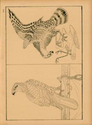 BCE [Deux oiseaux de proie, par Tsho-Kwan]