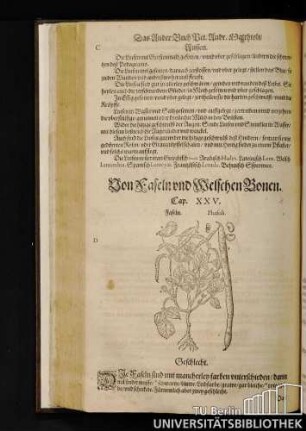 Cap. XXV. Von Faseln und Welschen Bonen.