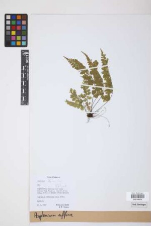 Asplenium affine Sw.