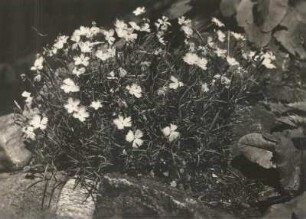 Karthäusernelke (Dianthus carthusianorum)