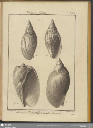 Pl. 385. Volute. Voluta