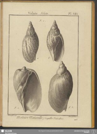 Pl. 385. Volute. Voluta
