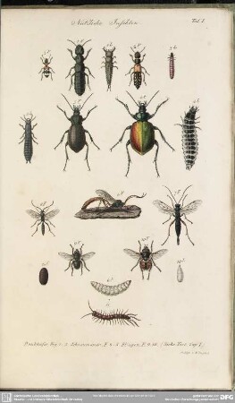 Taf. I. Nützliche Insekten