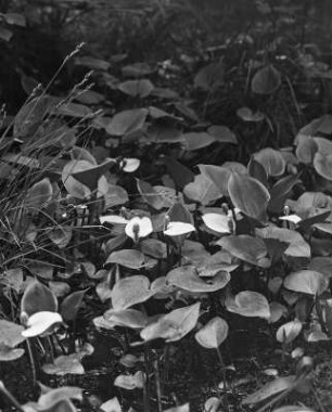 Drachenwurz : Königswartha, Drachenwurz (Calla palustris), auch Sumpf-Calla, Sumpfkalla, Schlangenwurz