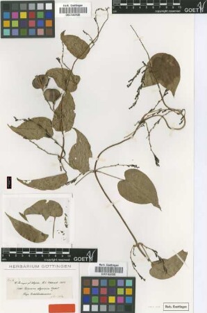 Dioscorea abyssinica Hochst. ex Kunth [type]