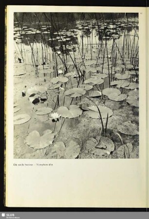 12 Die weiße Seerose - Nymphaea alba