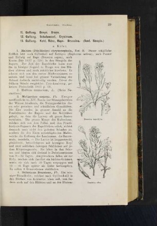 13. Gattung. Kohl, Rübe, Raps. Brassica. (Senf. Sinapis.)