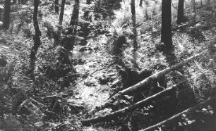 Triebischtal-Munzig. Bergbau, im Diebesgrund