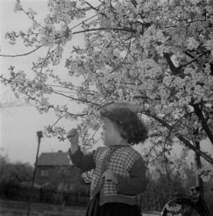 Ein kleines Mädchen unter einem blühenden Kirschbaum