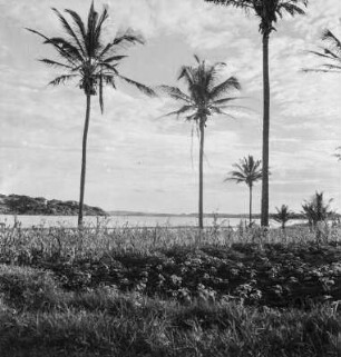Anbau : Setzlinge auf einem Feld, am Feldrand Kokospalmen