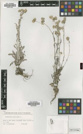 Gnaphalium luteoalbum L.