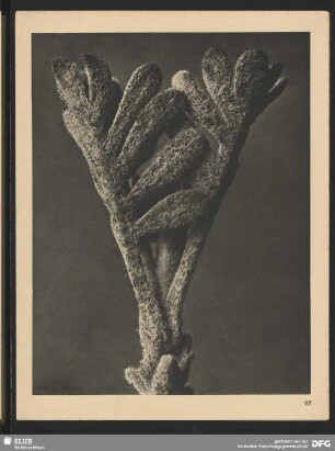 Achillea umbellata - Junger Sproß einer Garbe (25mal vergrößert)