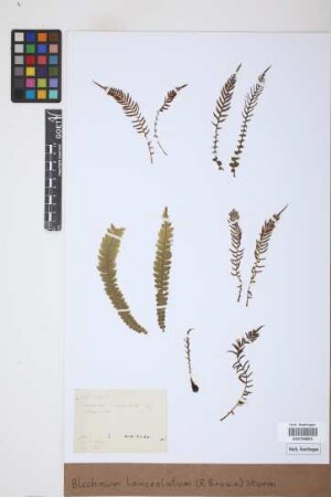 Blechnum lanceolatum (R.Br.) J.W.Sturm