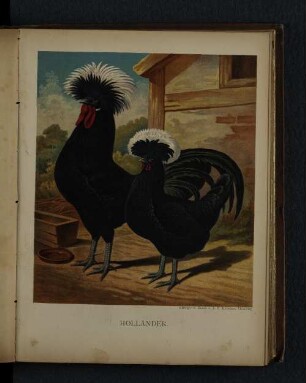 Holländer.